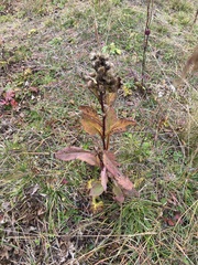 Solidago dahurica