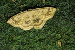 Cyclophora annularia