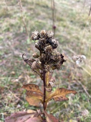Solidago dahurica