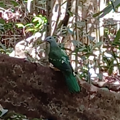 Ptilinopus magnificus