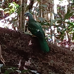 Ptilinopus magnificus