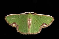 Spaniocentra apatelloides