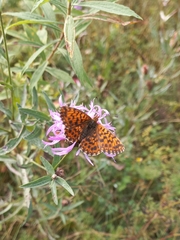 Boloria dia
