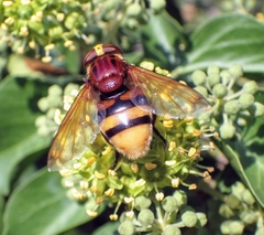 Volucella zonaria