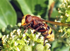 Volucella zonaria