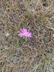 Centaurium littorale