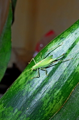 Meconema thalassinum