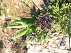 Ferraria crispa