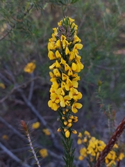 Dillwynia floribunda