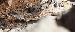 Gallotia atlantica