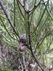 Hakea rostrata