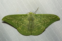 Tanaorhinus malayanus