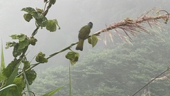 Spizixos semitorques