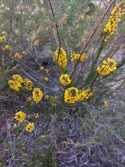 Dillwynia floribunda