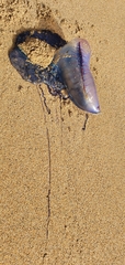 Physalia physalis