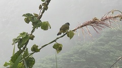 Spizixos semitorques