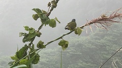 Spizixos semitorques