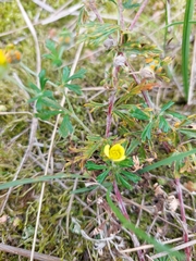 Potentilla argentea