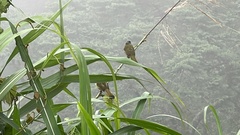 Spizixos semitorques