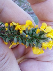 Dillwynia floribunda
