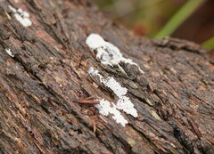 Myxomycetes
