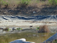 Alopochen aegyptiaca