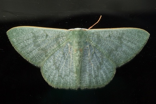 Thalassodes curiosa