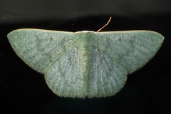 Orothalassodes curiosa