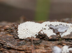 Myxomycetes