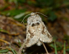 Cossulus alaicus