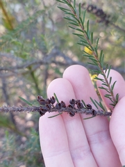 Dillwynia floribunda