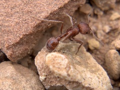 Pogonomyrmex