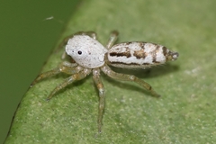 Cosmophasis lami