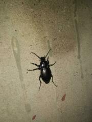 Carabus nemoralis