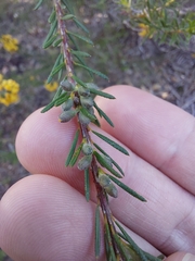 Dillwynia floribunda