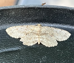 Melanolophia canadaria