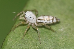 Cosmophasis lami