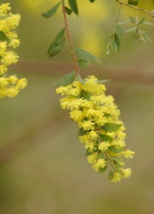 Acacia