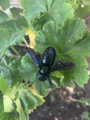 Xylocopa violacea