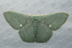 Orothalassodes retaka
