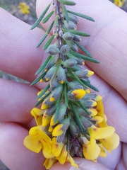 Dillwynia floribunda