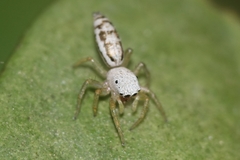 Cosmophasis lami