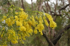 Acacia