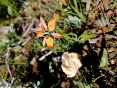 Moraea papilionacea