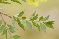 Acacia