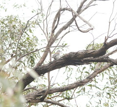 Colluricincla harmonica