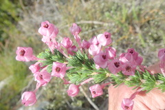 Erica excavata