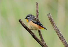 Pardalotus punctatus