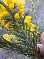 Dillwynia floribunda