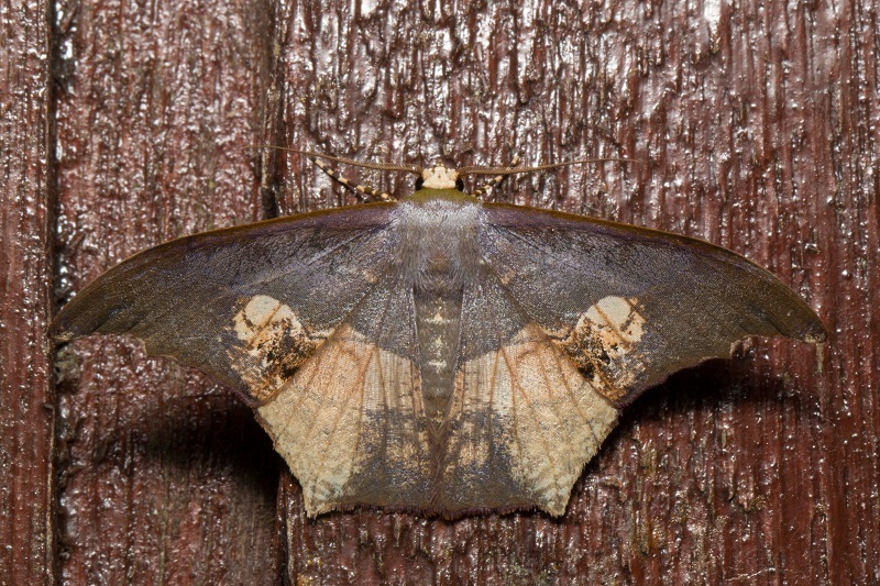 Timandromorpha energes